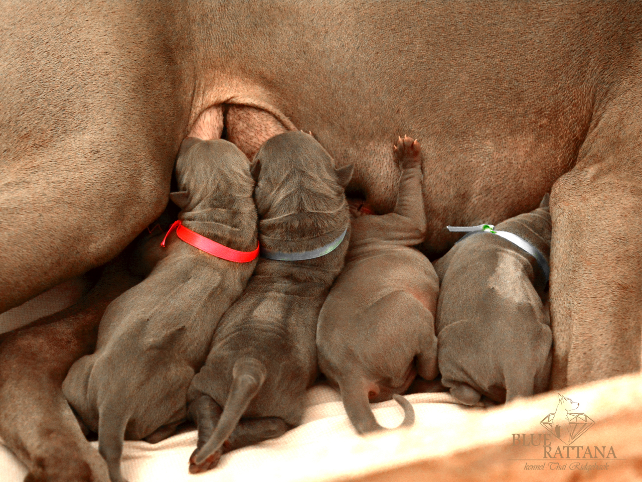 Тайский Риджбек Купить Щенка В Москве