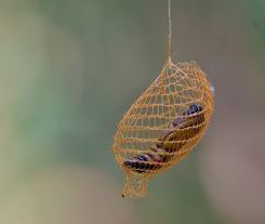 IMAGE urodid moth cocoon, rainforest (source : https://www.rainforestexpeditions.com/an-unbelievable-urodid-moth-cocoon/) COUCOUN ttps://www.dictionnaire-academie.fr/article/A9C2765