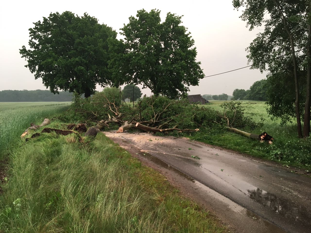 umgestürzter Baum auf der Straße nach Drenkow