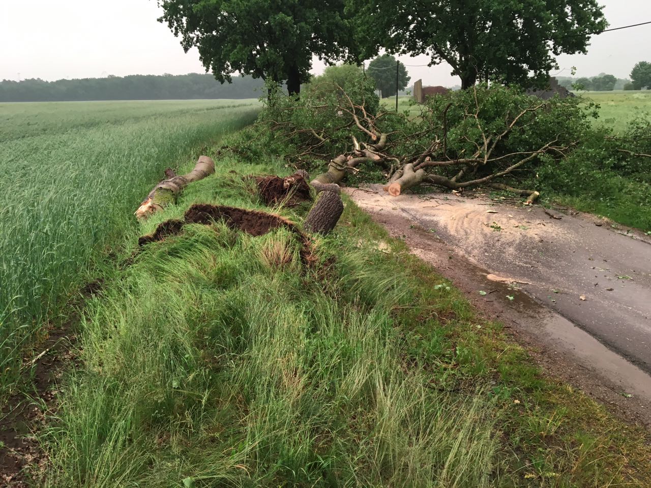 umgestürzter Baum auf der Straße nach Drenkow