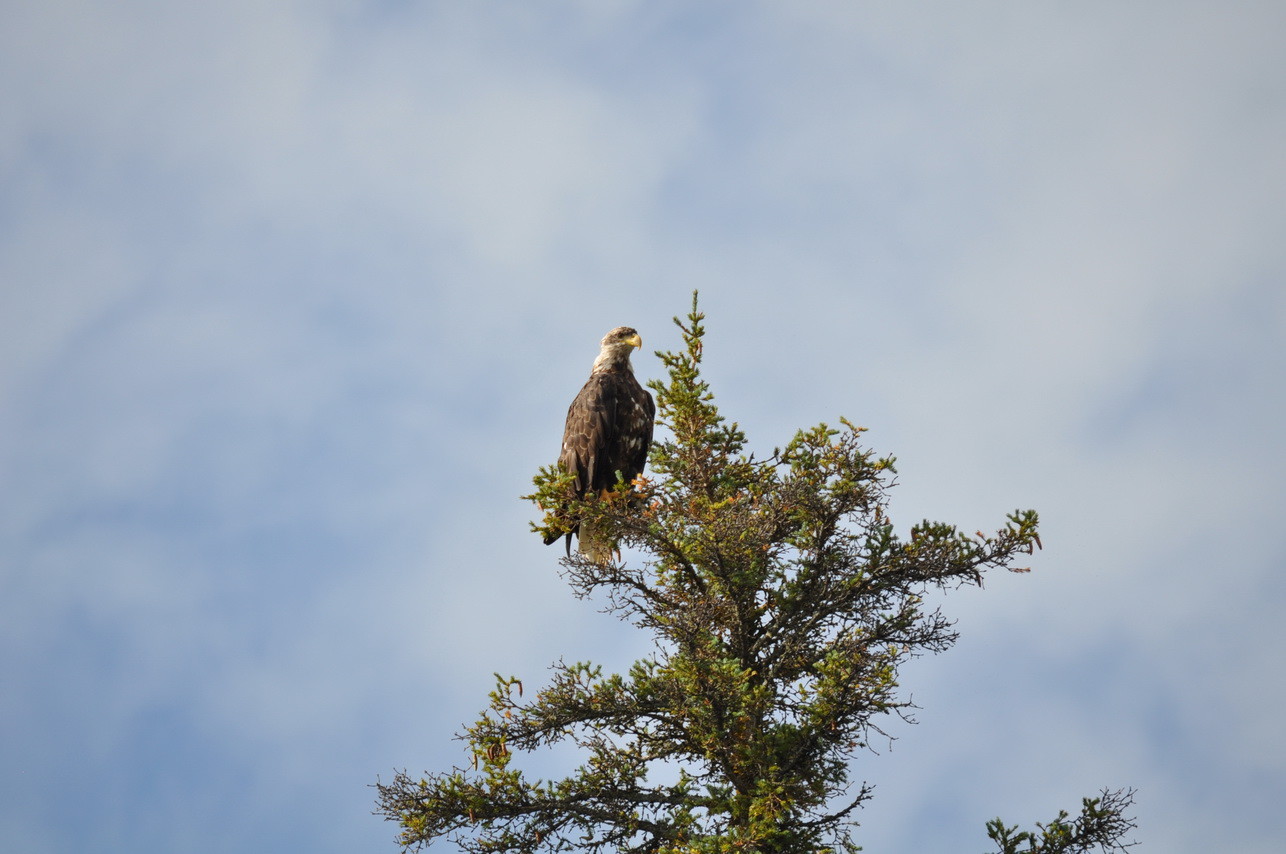 Ein Weißkopfseeadler