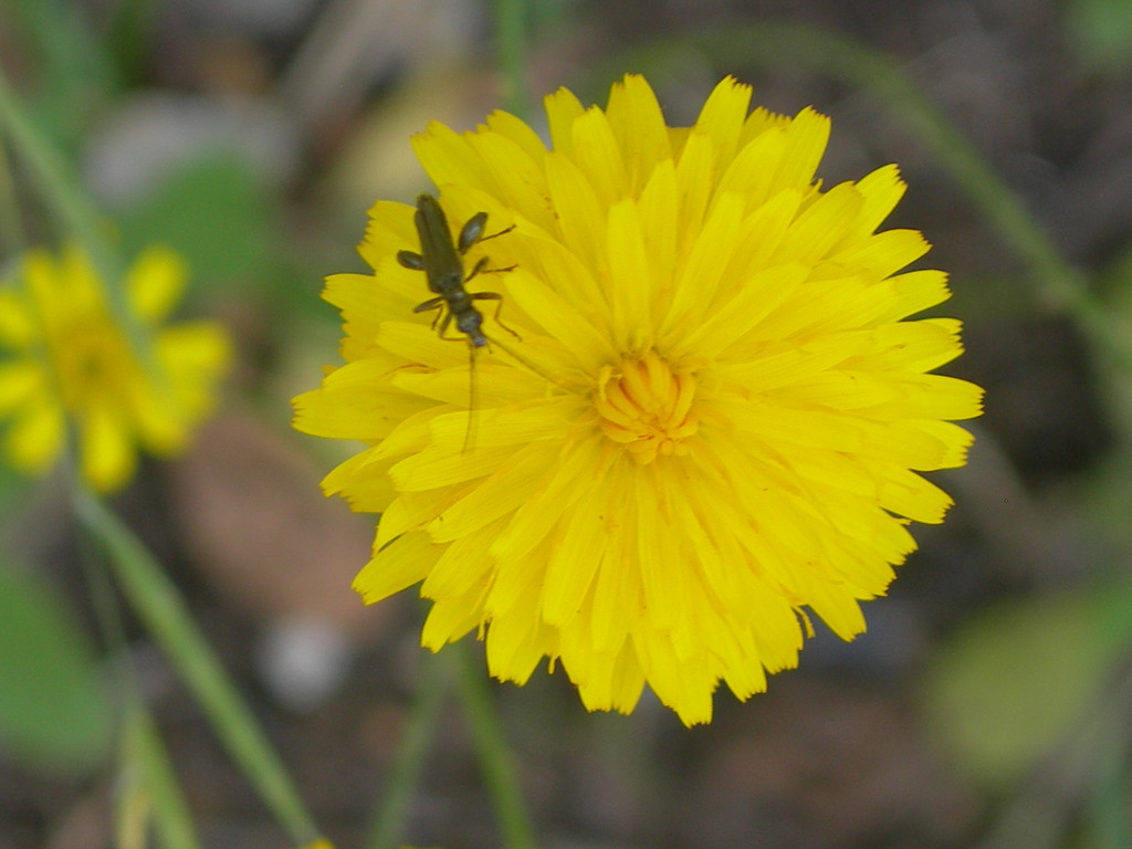 fiore di sonchus oleraceus