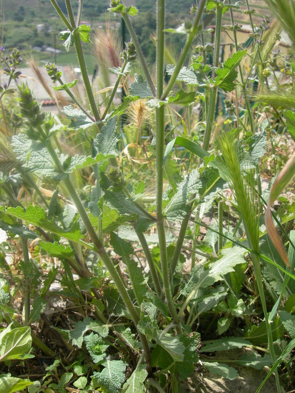 salvia verbenaca