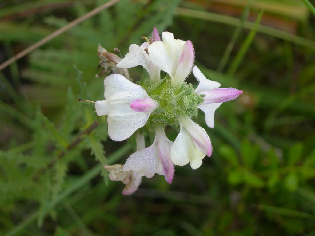 bellardia trixago  --  perlina minore