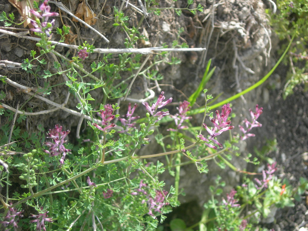 fumaria officinalis