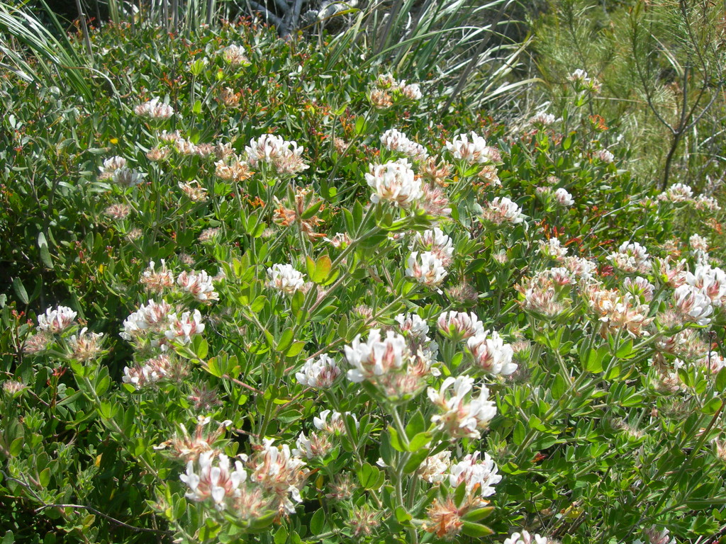 dorycnium hirsutum trifoglino irsuto