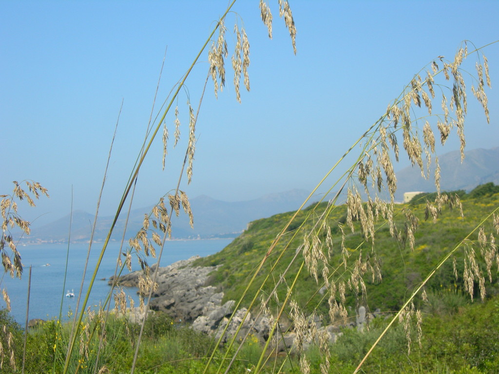 ampelodesmus mauritanicus        tagliamani