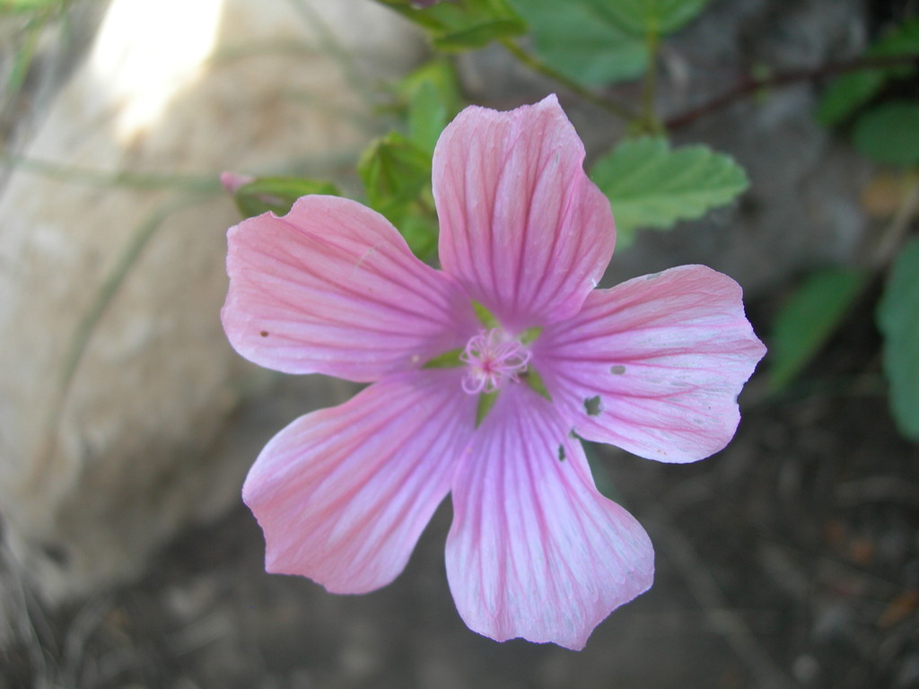 erodium      becco di gru