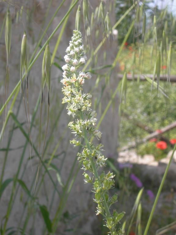 reseda lutea
