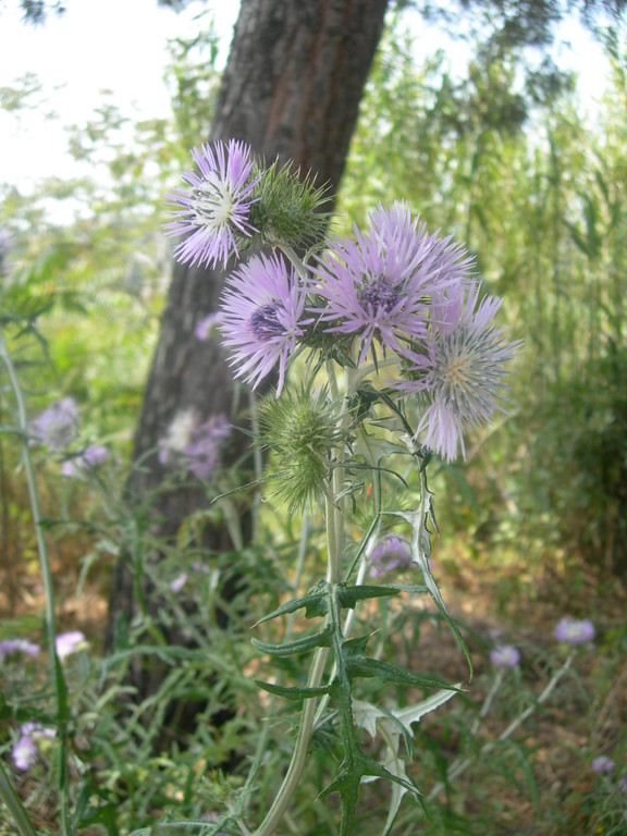 galactites elegans o tomentosa     scarlina