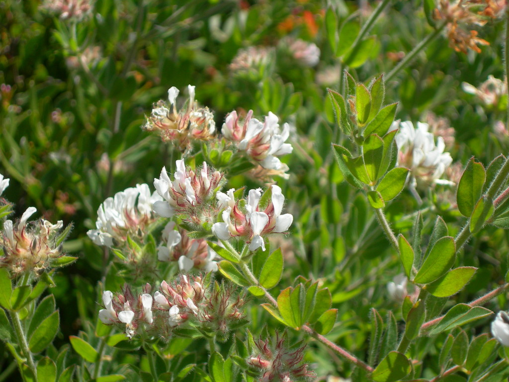 dorycnium hirsutum trifoglino irsuto