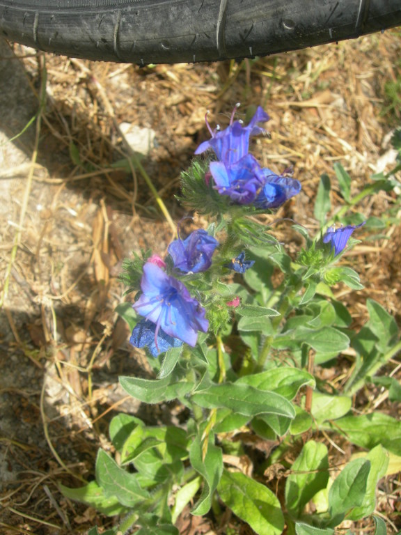 echium plantagineum   erba viperina