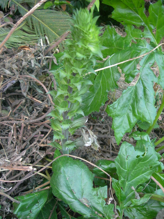 acanthus mollis  acanto