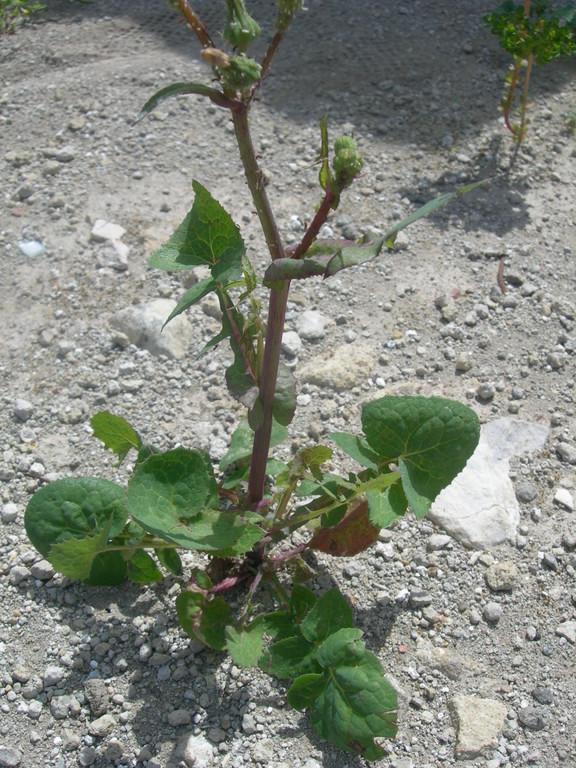 sonchus oleraceus   grespigno   crespino