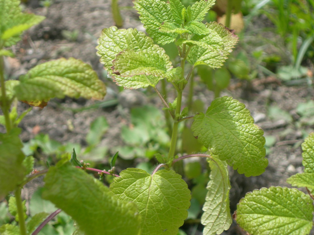 melissa officinalis
