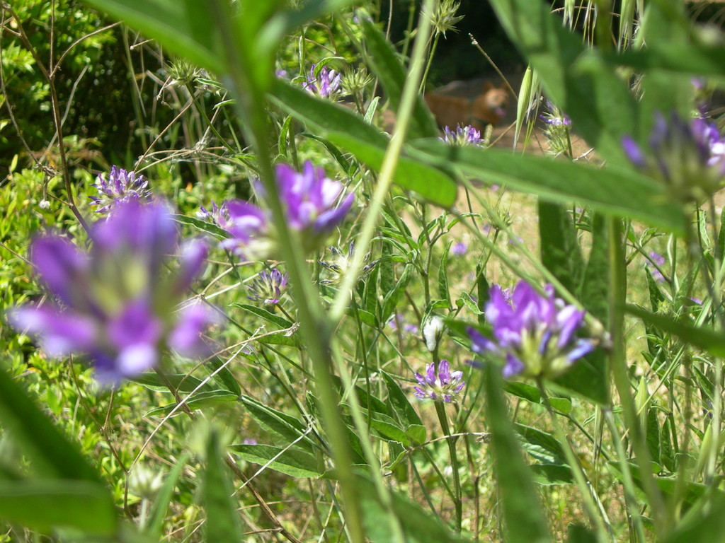 psoralea bituminosa o trifoglio bituminoso