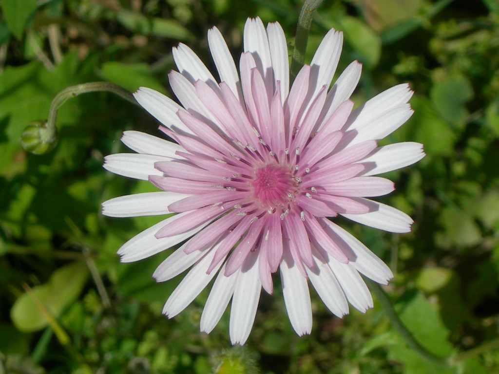 crepis rubra