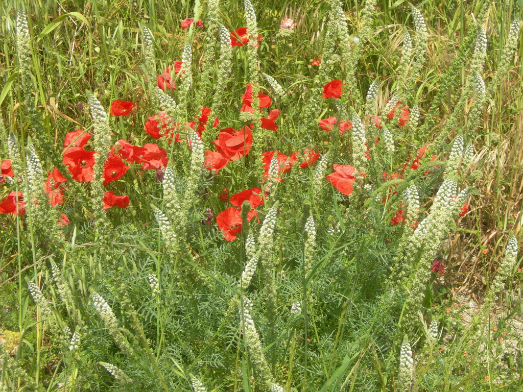 papaver rhoeas e reseda lutea