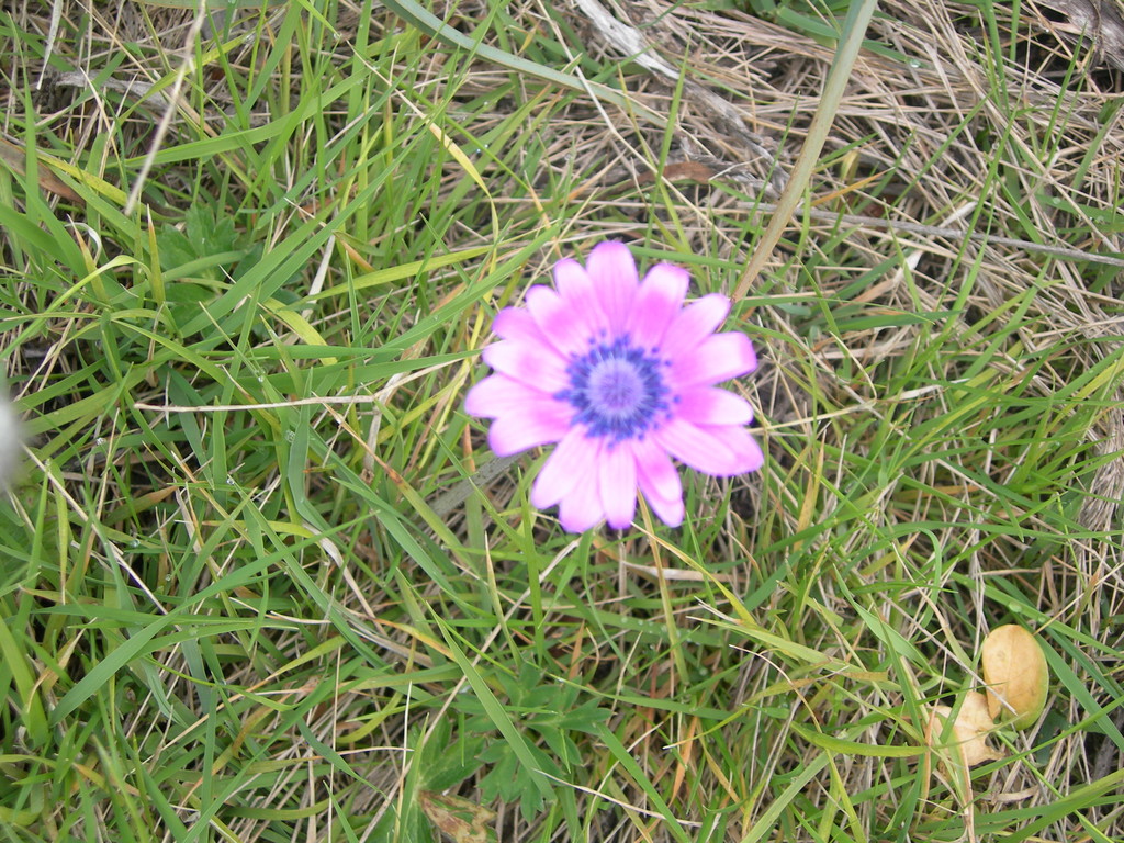anemone hortensis
