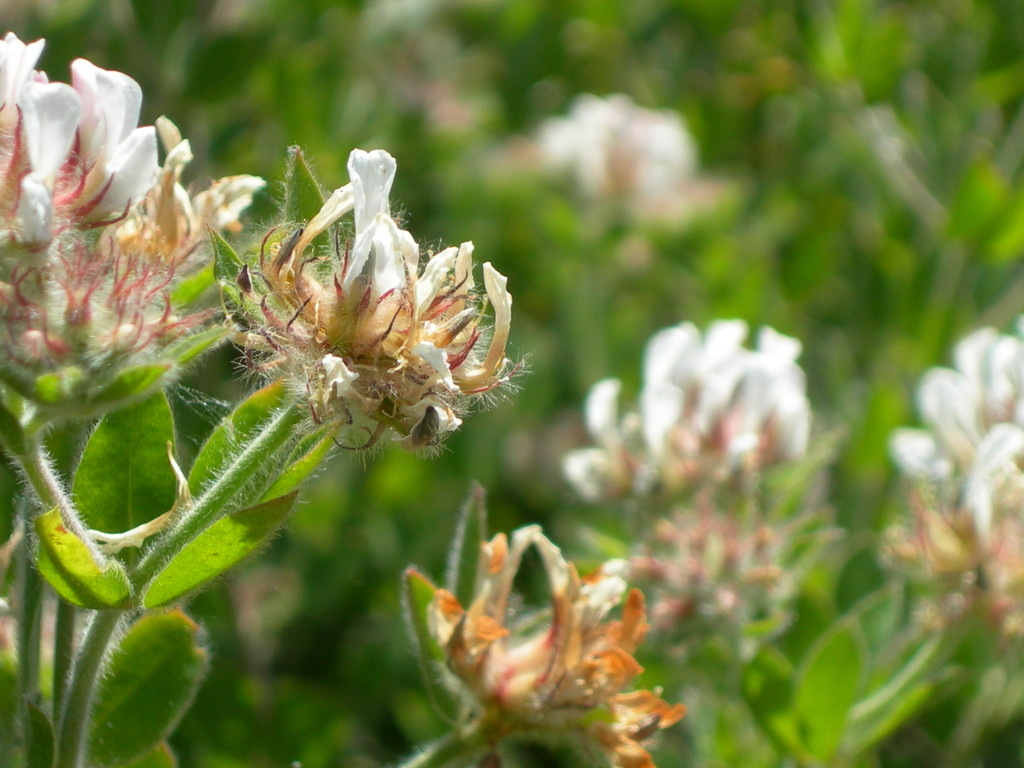 dorycnium hirsutum trifoglino irsuto