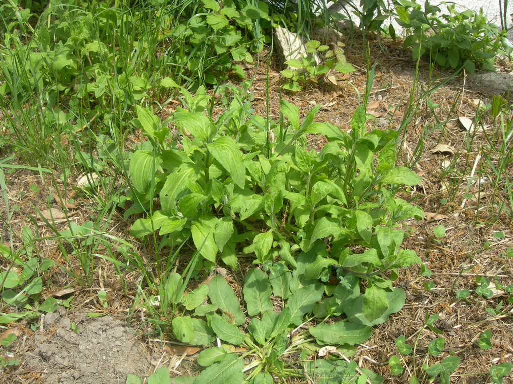 silene alba