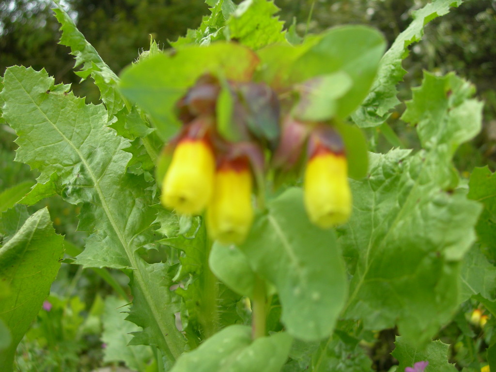 cerinthe major