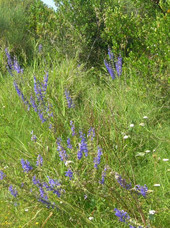 salvia pratensis       salvia comune
