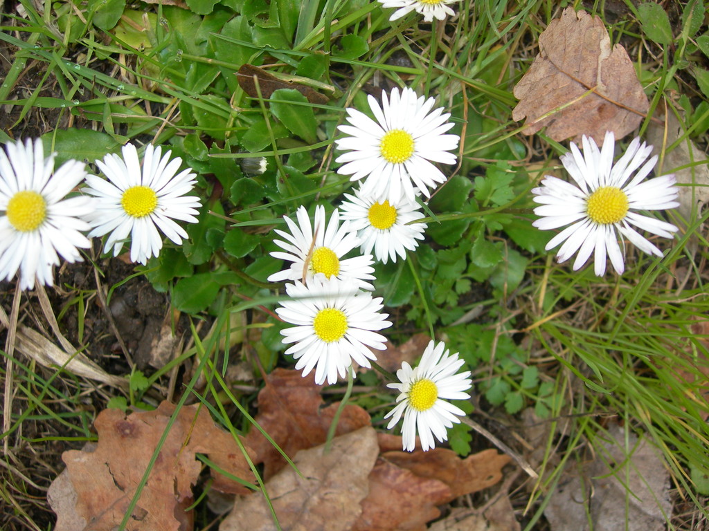 bellis perennis
