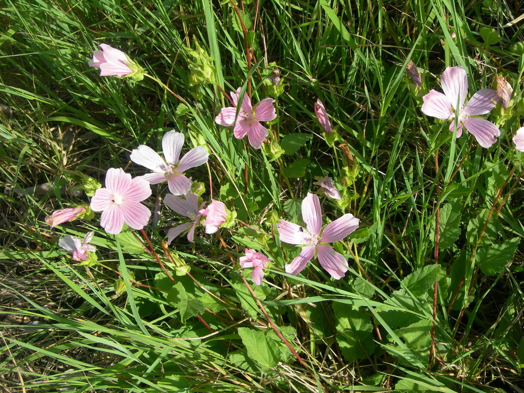 erodium malacoides      becco di gru