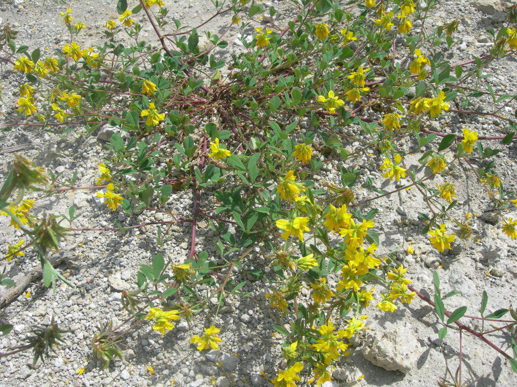 trigonella corniculata  fieno greco
