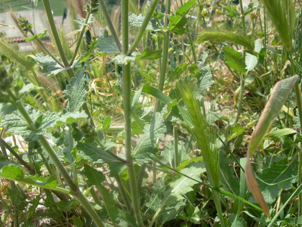 salvia verbenaca