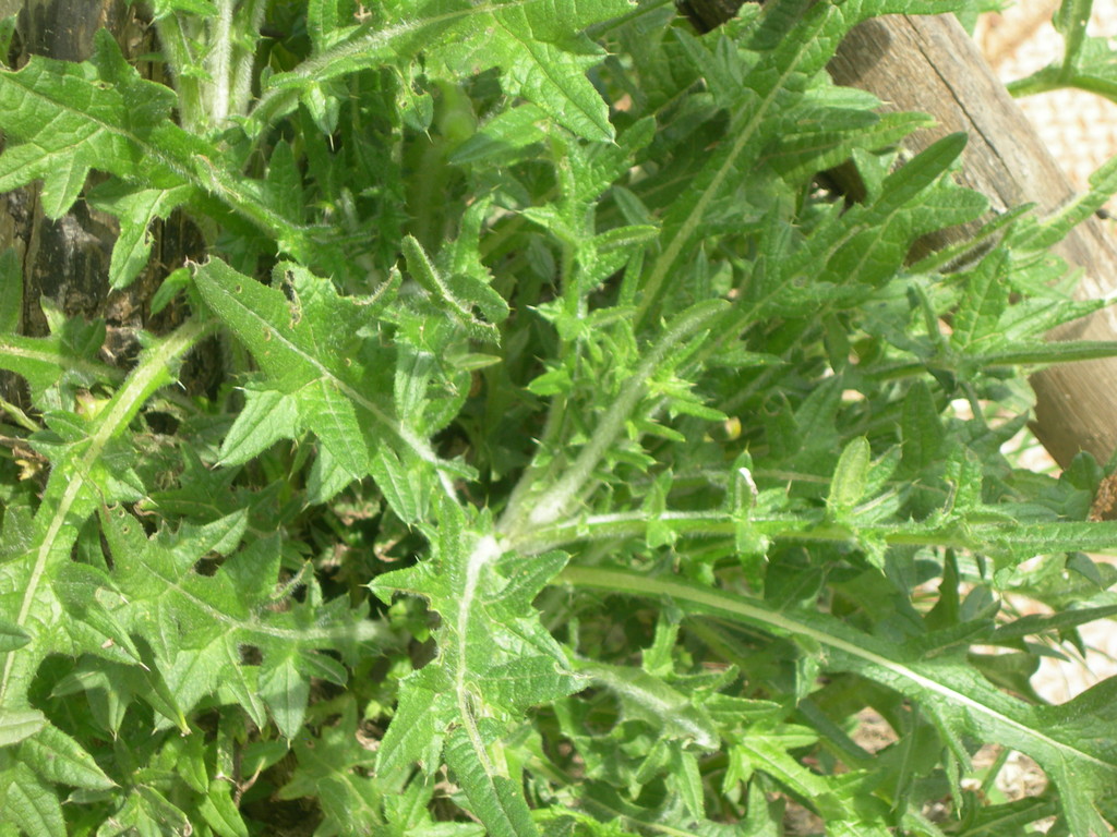 cirsium arvense      cardo campestre