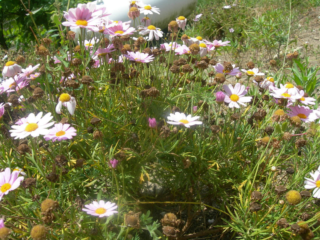 chrysanthemum coronarium