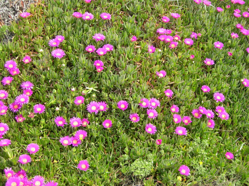 carpobrotus fico degli ottentotti