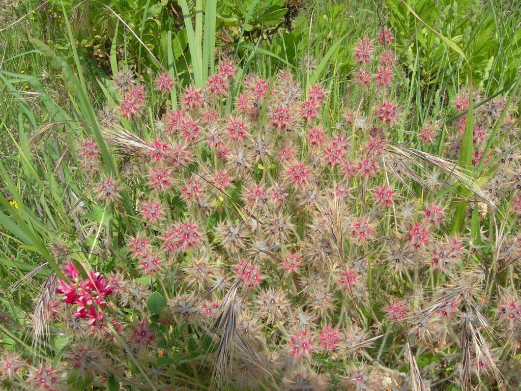 trifolium stellatum trifoglio stellato
