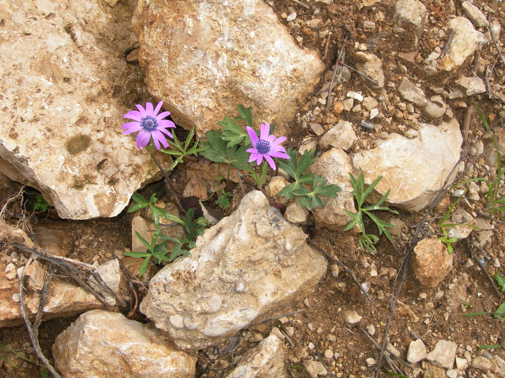anemone hortensis