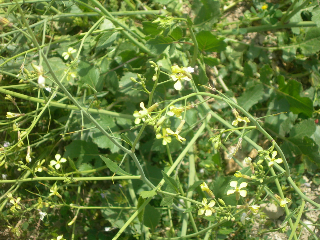 raphanus raphanistrum   ravanello selvatico