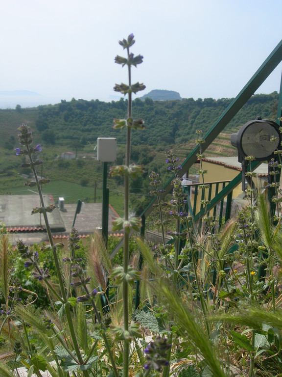 salvia verbenaca