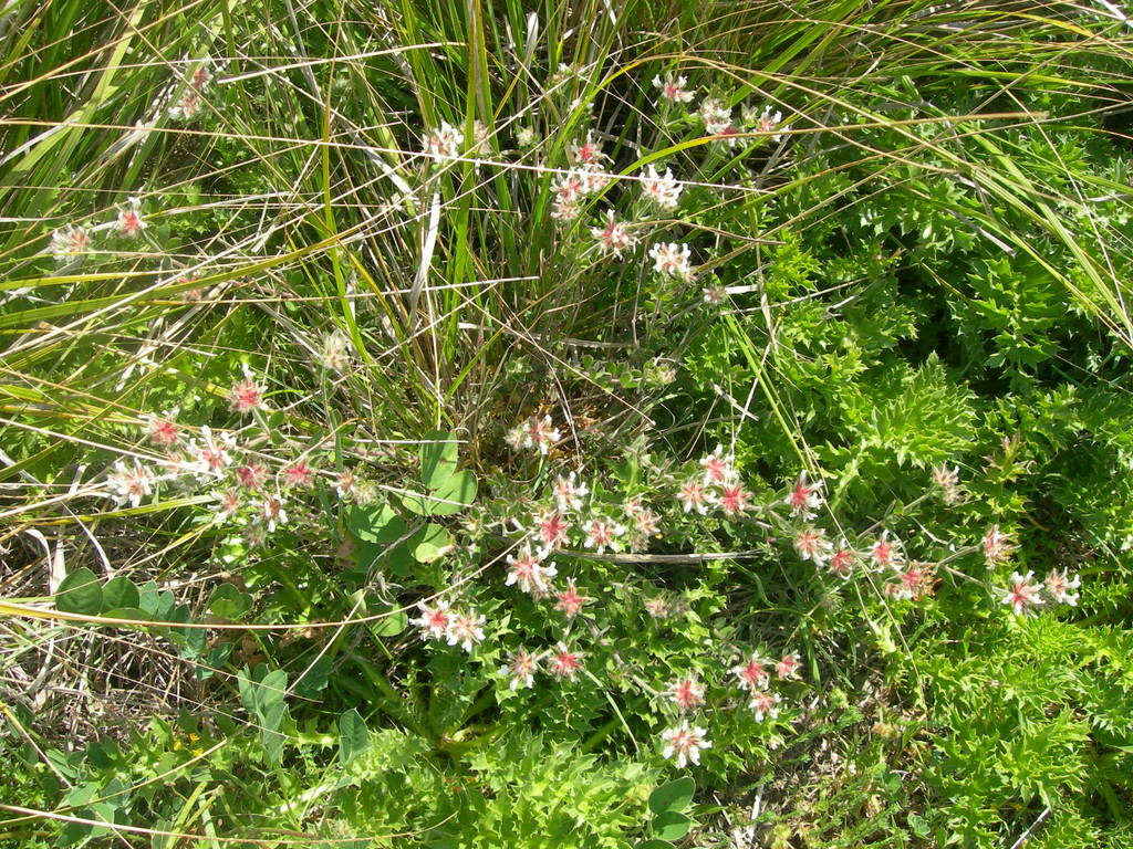 doricnium trifoglino irsuto