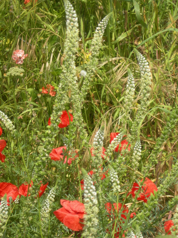 papaveri e reseda