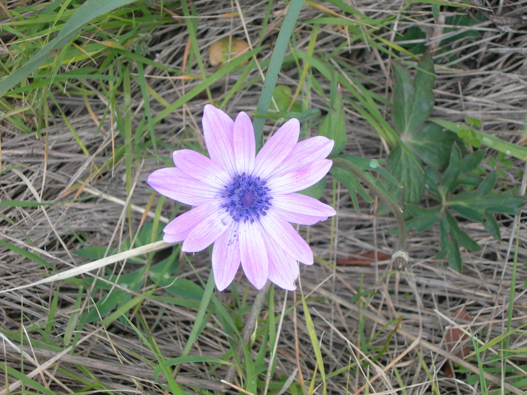 anemone  hortensis