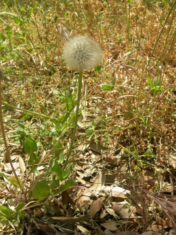urospermum delechampi   soffione maggiore