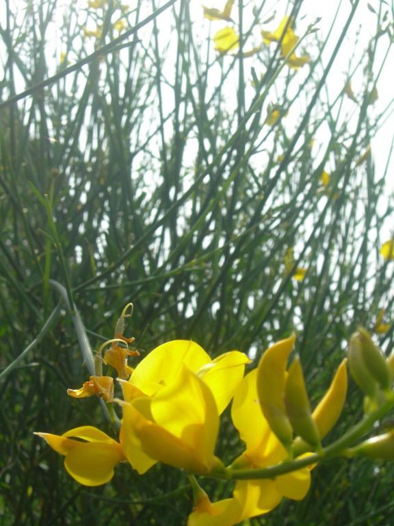 ginestra