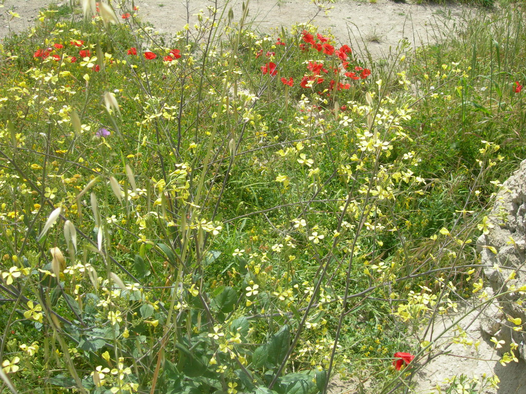 raphanus raphanistrum   ravanello selvatico
