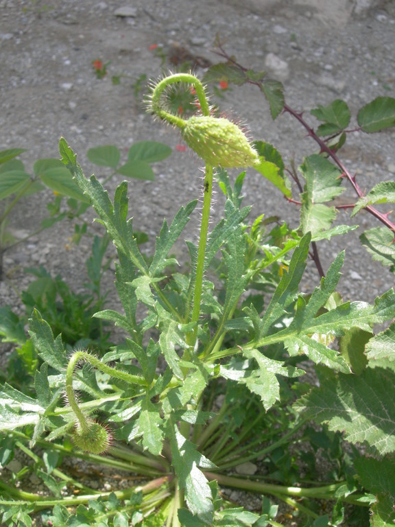 papaver rhoeas   rosolaccio  bocciuolo