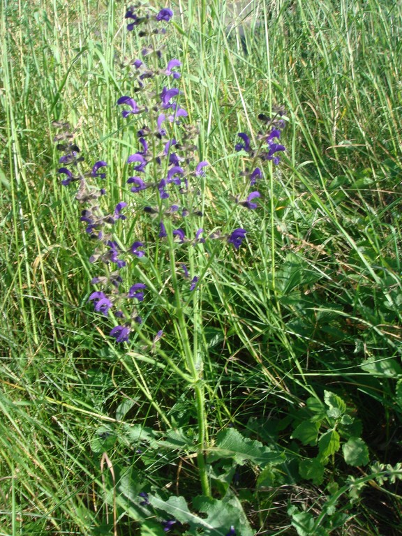 Salbei