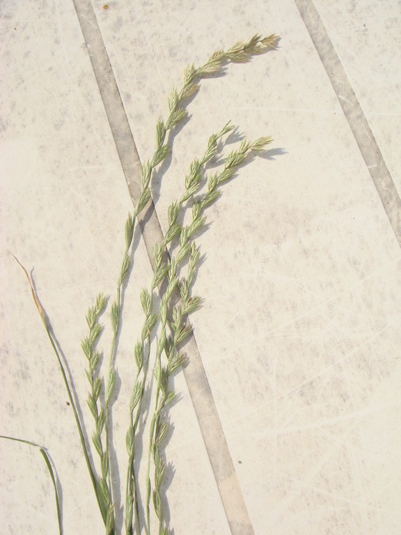 Weidelgras