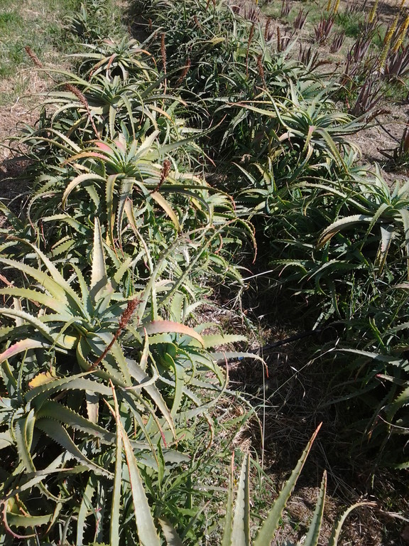 pianta di aloe aborescens e pianta di aloe vera  padre romano zago