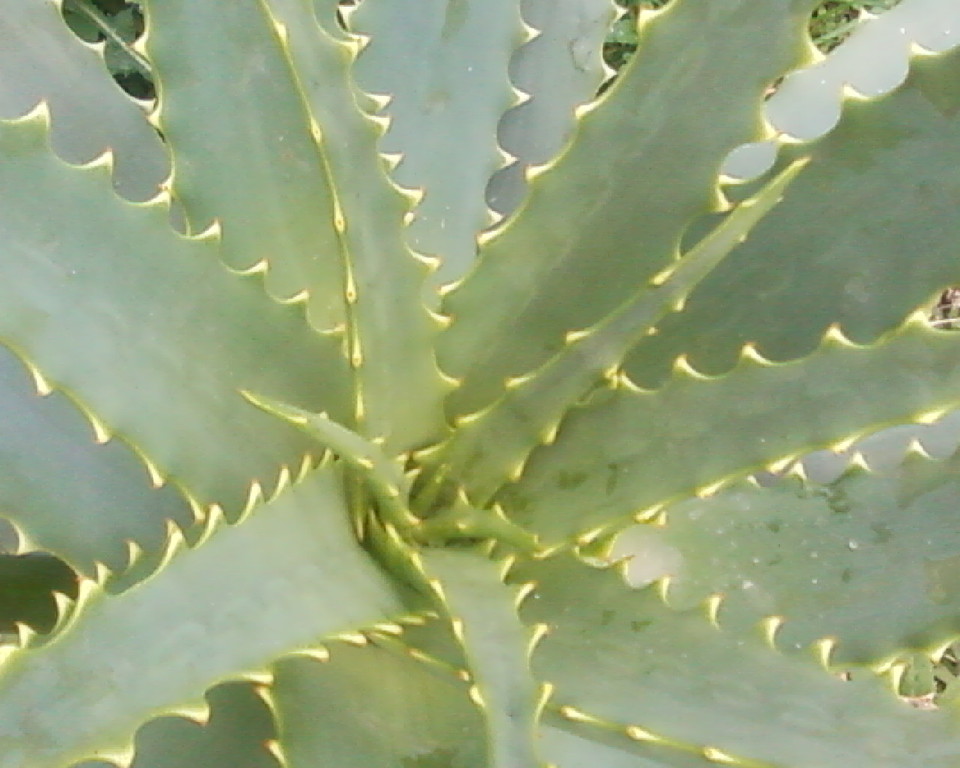 Foglie di Aloe arborescens