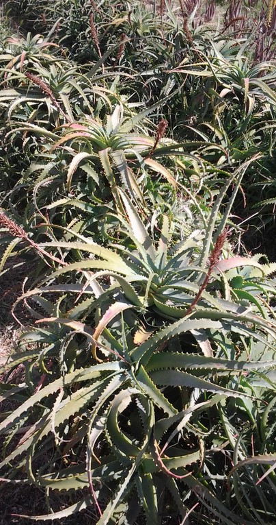 Aloe arborescens pianta madre